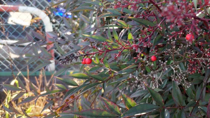 ナンテンの果実 横浜市旭区鶴ヶ峰本町