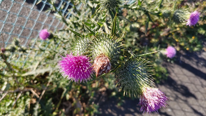 アメリカオニアザミ 横浜市旭区帷子川親水緑道