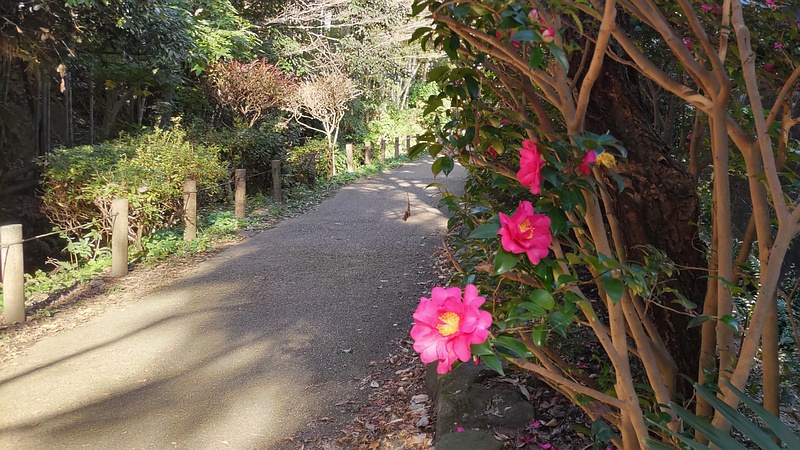 サザンカの花 横浜市旭区帷子川親水緑道