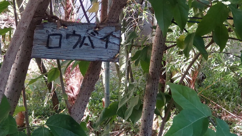 ロウバイの名札 横浜市旭区帷子川親水緑道