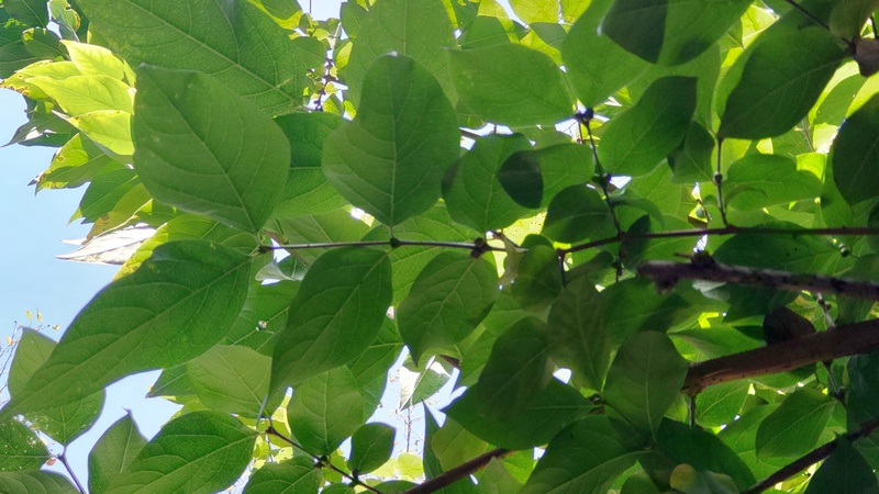 ロウバイの葉と蕾 横浜市旭区帷子川親水緑道
