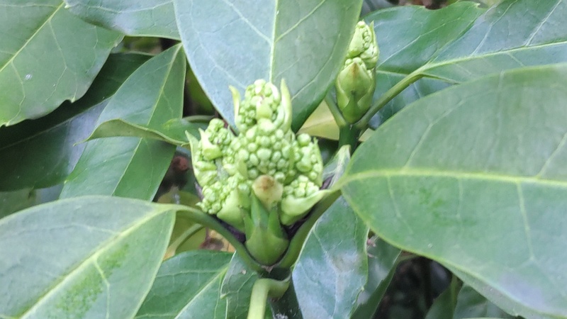 アオキの雄木の蕾 横浜市旭区帷子川親水緑道
