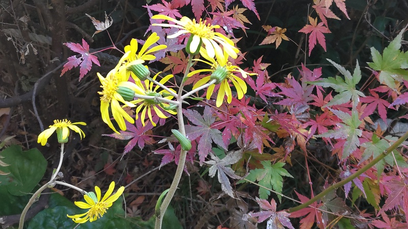 イロハモミジとツワブキの花 横浜市旭区帷子川親水緑道