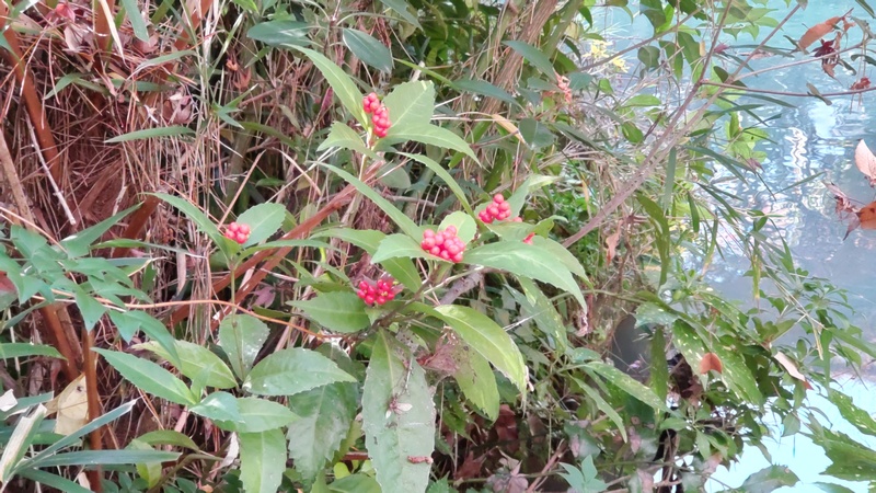センリョウ 横浜市旭区帷子川親水緑道