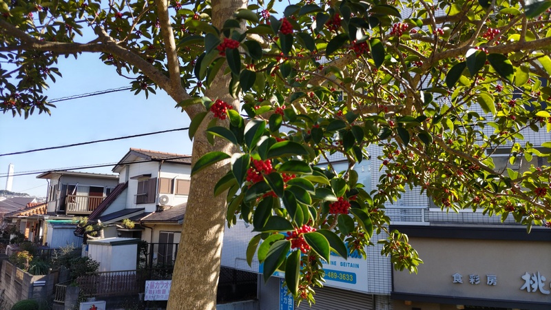 クロガネモチ 横浜市旭区鶴ヶ峰