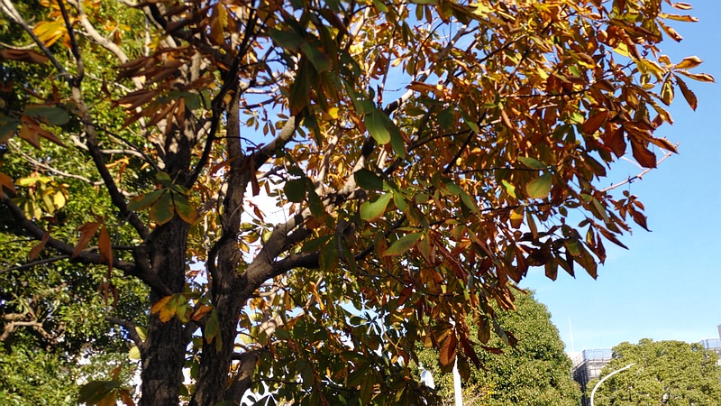 トチノキ 横浜市旭区鶴ヶ峰