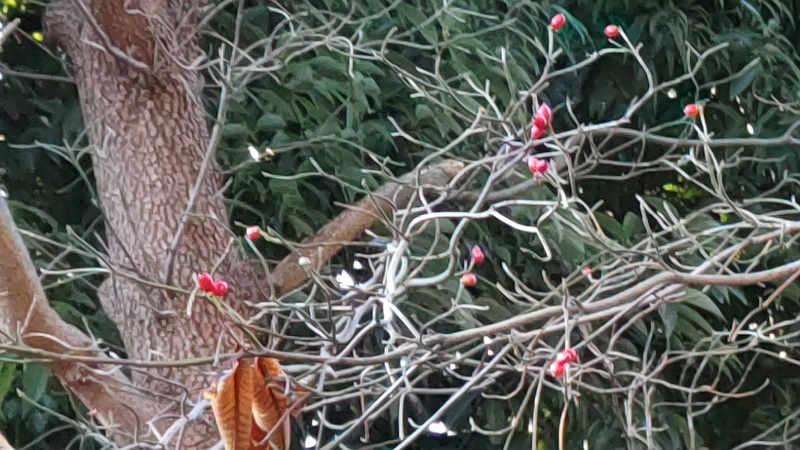 ハナミズキの果実 横浜市旭区鶴ヶ峰