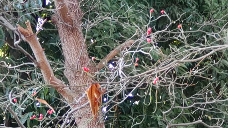 ハナミズキの果実 横浜市旭区鶴ヶ峰