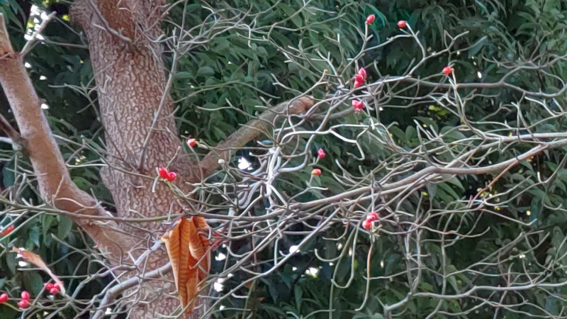 ハナミズキの果実 横浜市旭区鶴ヶ峰