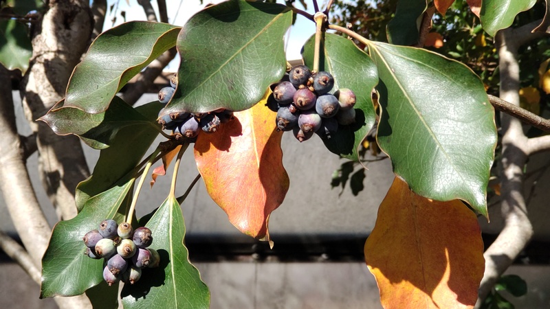 カクレミノの果実 横浜市旭区鶴ヶ峰