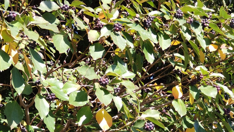 カクレミノの果実 横浜市旭区鶴ヶ峰