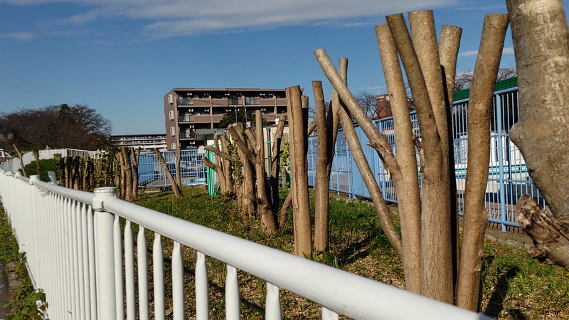 トウネズミモチの剪定跡 横浜市旭区鶴ヶ峰鶴ヶ峰本町公園