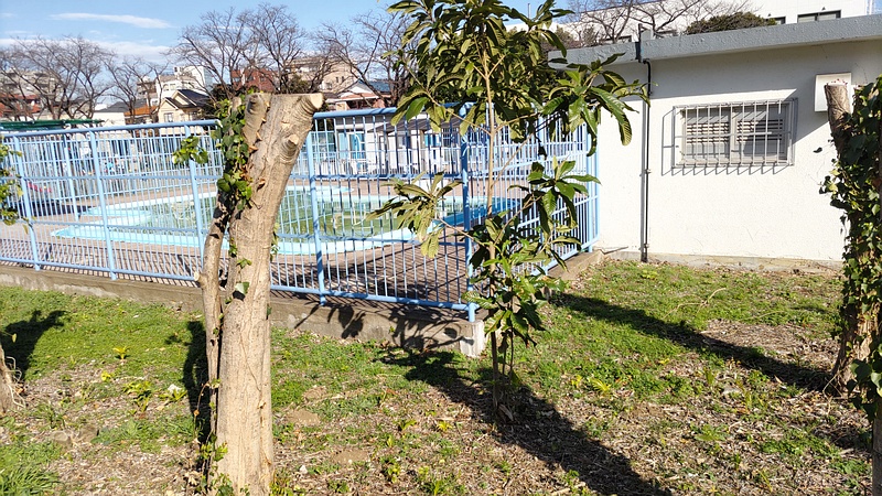 トウネズミモチの剪定跡 横浜市旭区鶴ヶ峰鶴ヶ峰本町公園