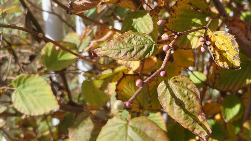 ヒュウガミズキの冬芽 横浜市旭区今宿東町