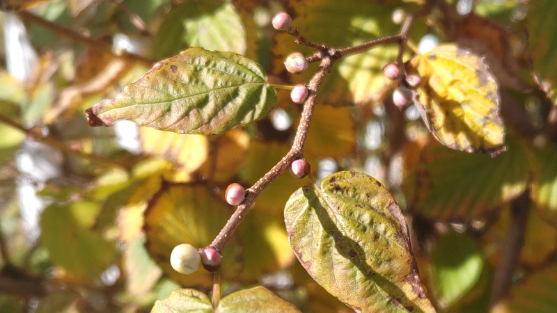 ヒュウガミズキの冬芽 横浜市旭区今宿東町