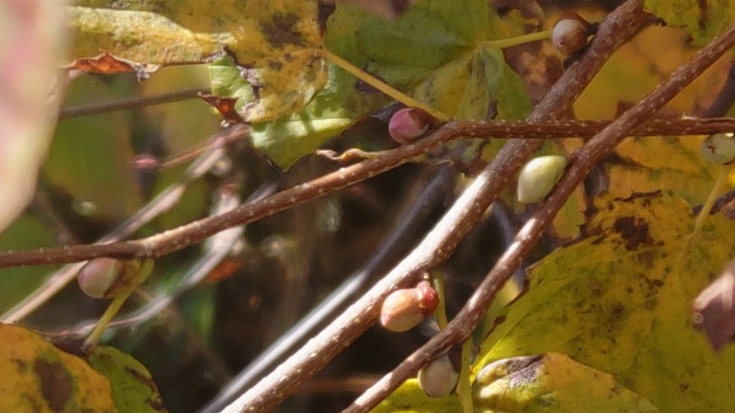ヒュウガミズキの冬芽 横浜市旭区今宿東町