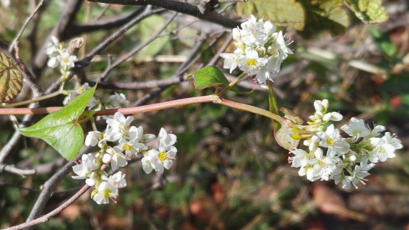 シャクチリソバの花 横浜市旭区今宿東町