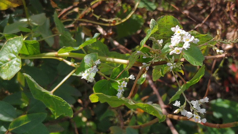 シャクチリソバの花 横浜市旭区今宿南町