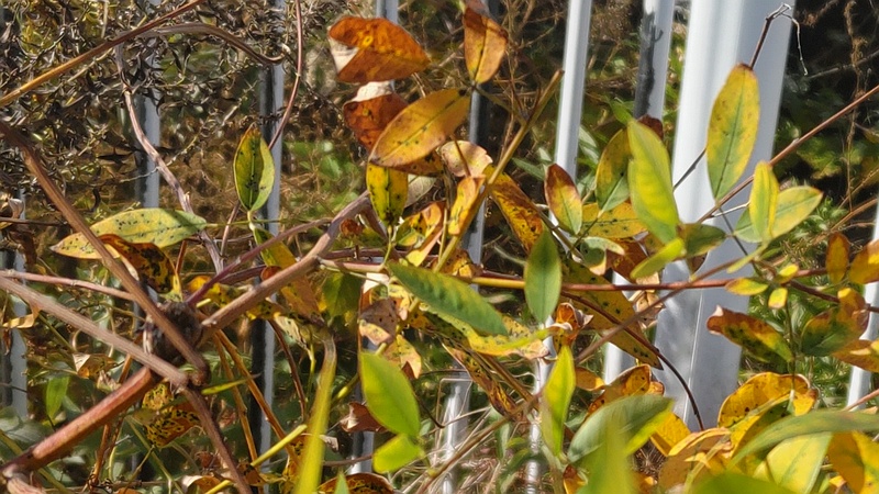 ミヤギノハギ 横浜市旭区今宿南町