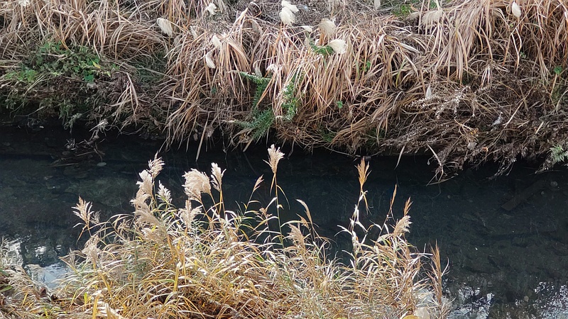 オギとヨシ 横浜市旭区今宿南町