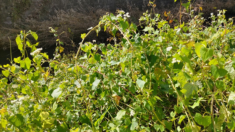 シャクチリソバの花 横浜市旭区今宿南町