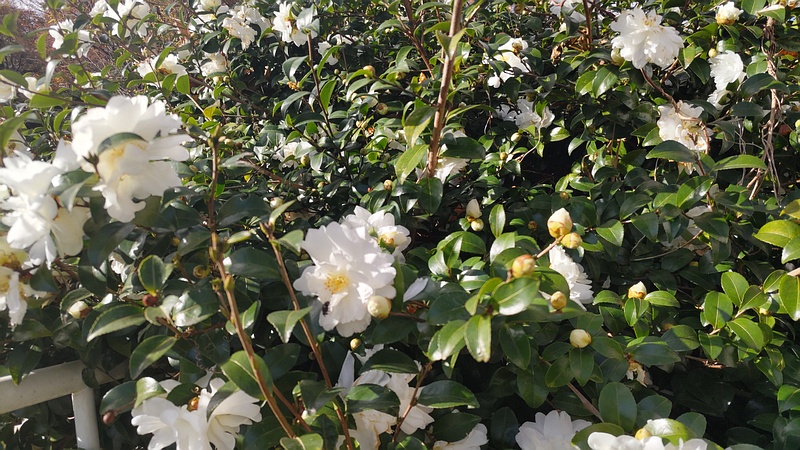 サザンカの花 横浜市旭区今宿南町