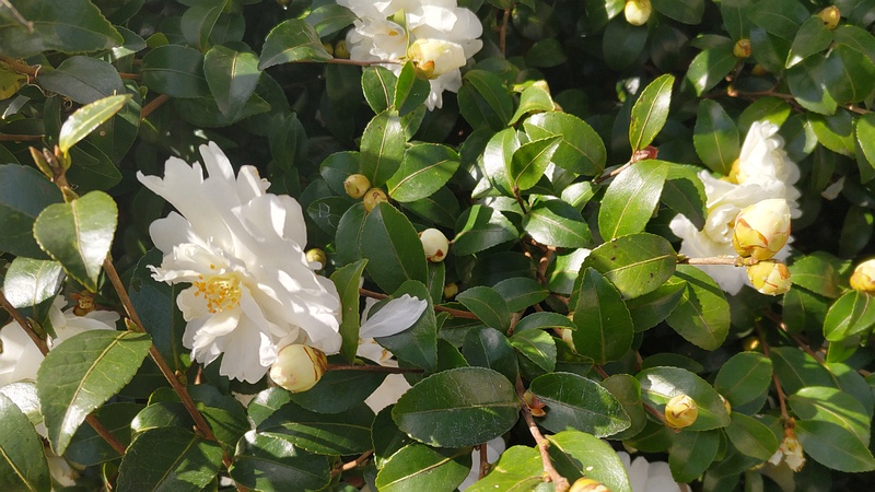 サザンカの花 横浜市旭区今宿南町