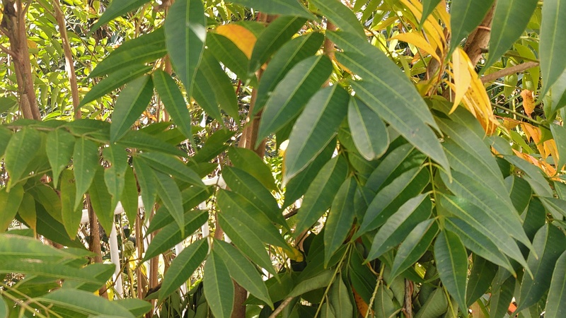 ハゼノキ 横浜市旭区今宿南町