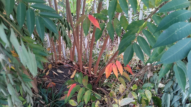 ハゼノキ 横浜市旭区今宿南町