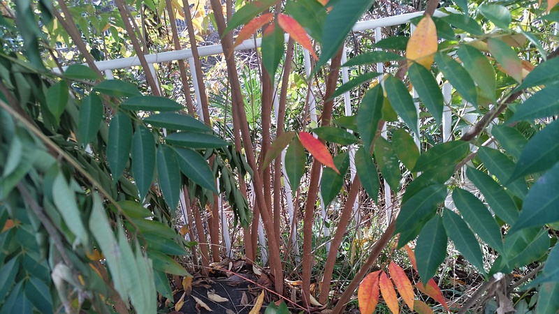 ハゼノキ 横浜市旭区今宿南町