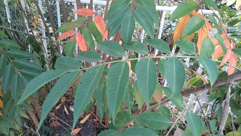 ハゼノキ 横浜市旭区今宿南町