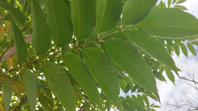 ハゼノキ 横浜市旭区今宿南町