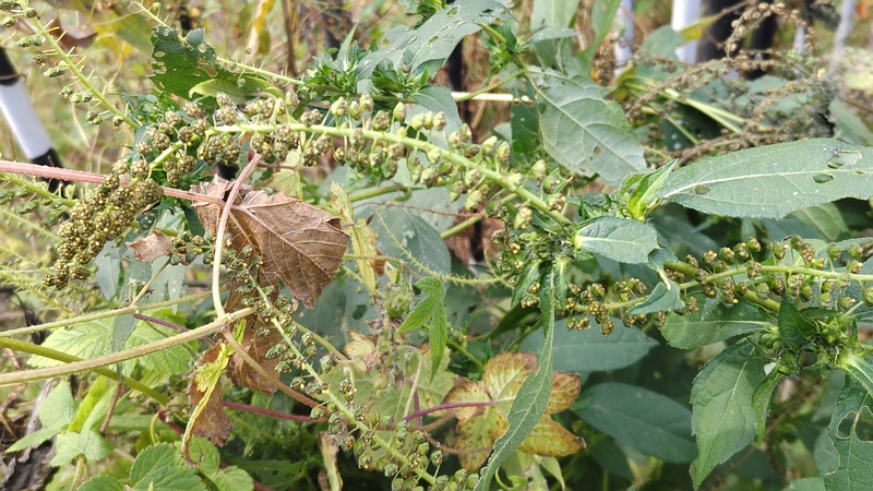 ヤブタバコの果実 横浜市旭区今宿南町