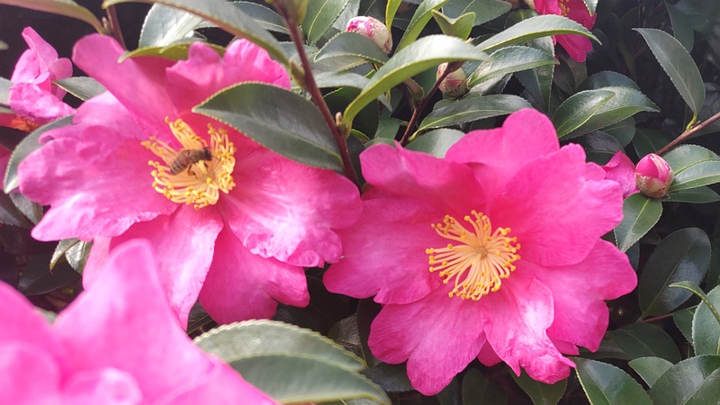 サザンカの花 横浜市旭区今宿南町