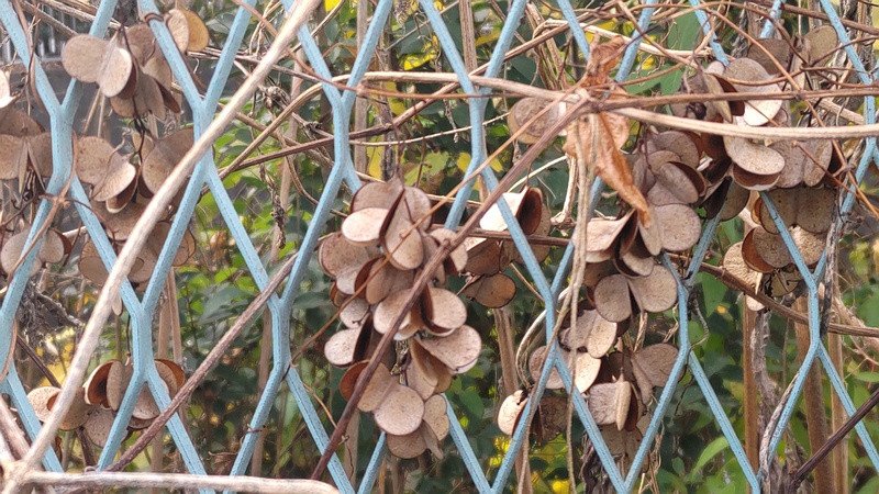 ヤマノイモの果実 横浜市旭区今宿南町