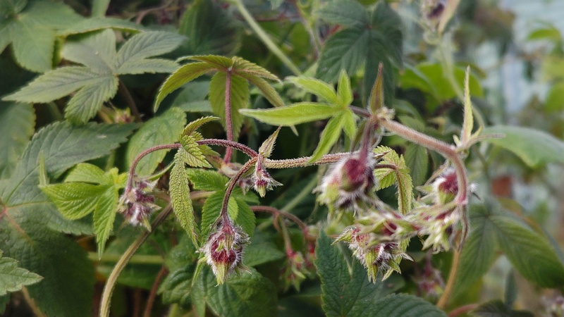 カナムグラの果実 横浜市旭区今宿南町