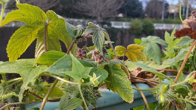 カナムグラの果実とアレチウリの果実 横浜市旭区今宿南町