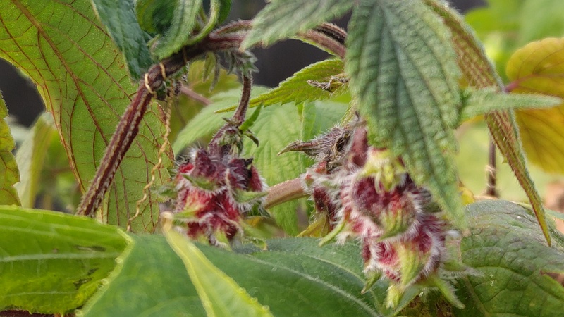 カナムグラの果実 横浜市旭区今宿南町