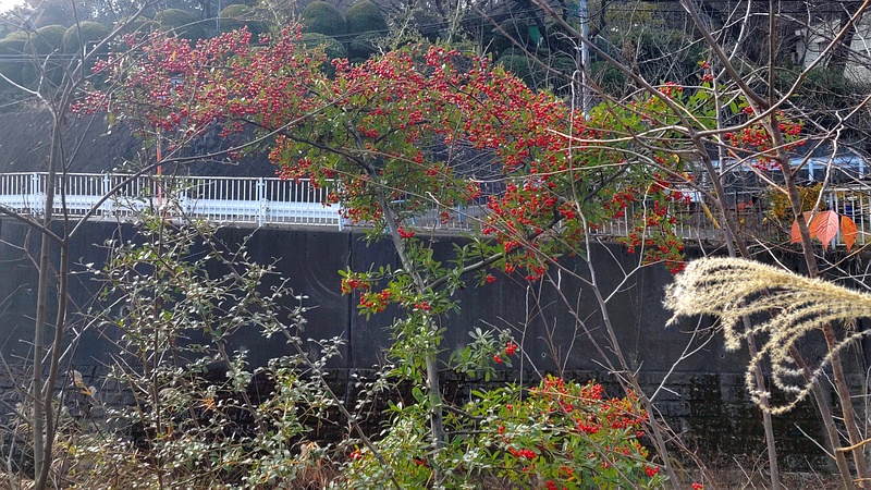 ピラカンサ 横浜市旭区今宿南町