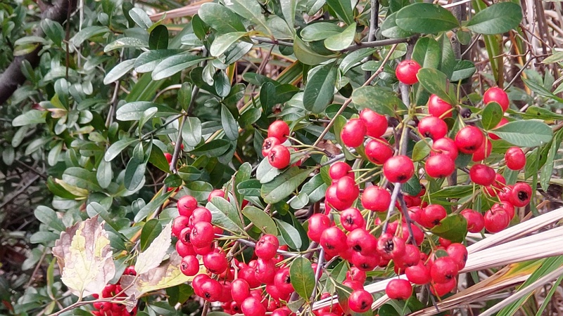 ピラカンサ 横浜市旭区今宿南町