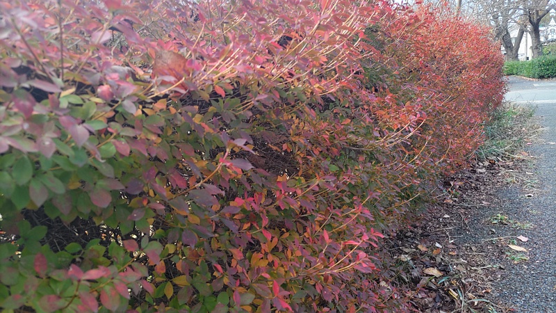 ドウダンツツジ 横浜市旭区今宿南町