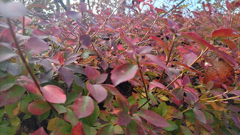 ドウダンツツジ 横浜市旭区今宿南町