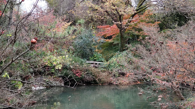 ザクロの果実と紅葉 横浜市旭区帷子川親水緑道