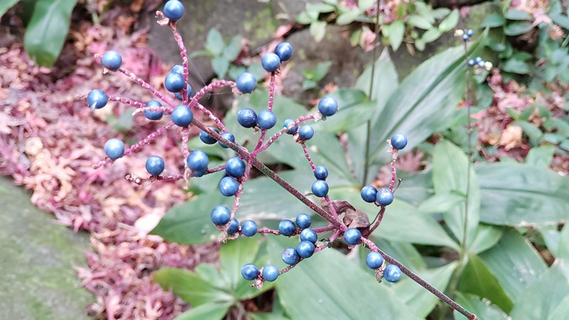 ヤブミョウガの果実 横浜市旭区帷子川親水緑道