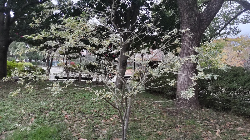 フイリマサキ 東京都大田区平和の森公園