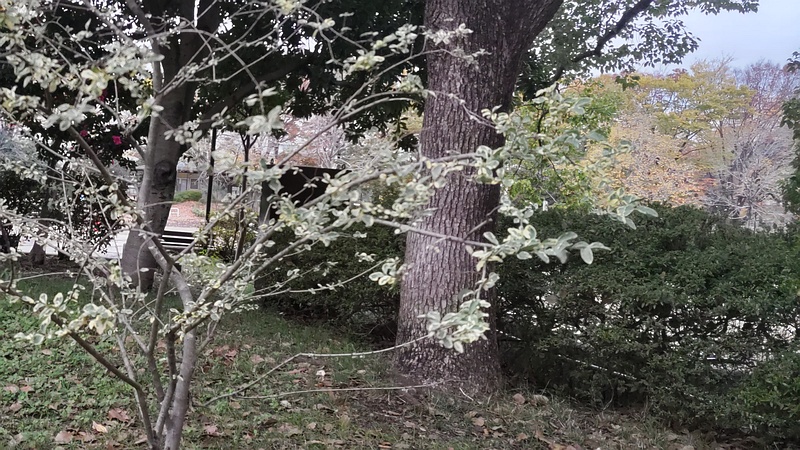 フイリマサキ 東京都大田区平和の森公園