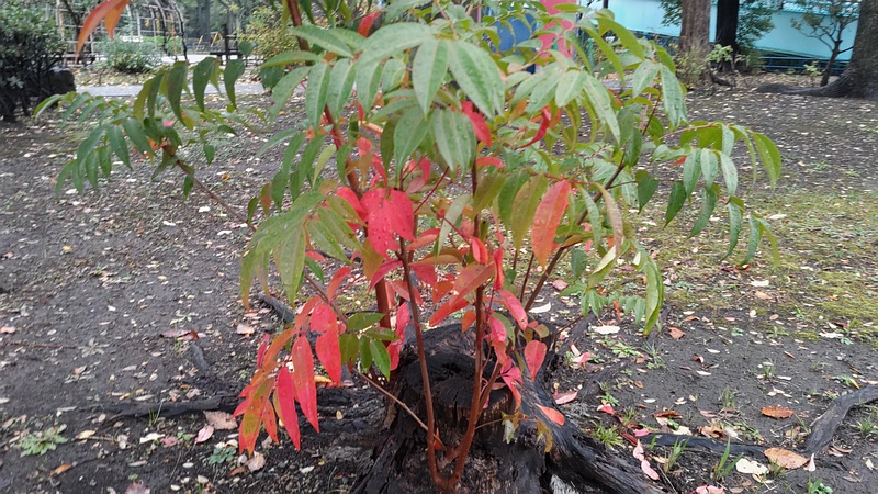 ハゼノキ 東京都大田区平和島公園