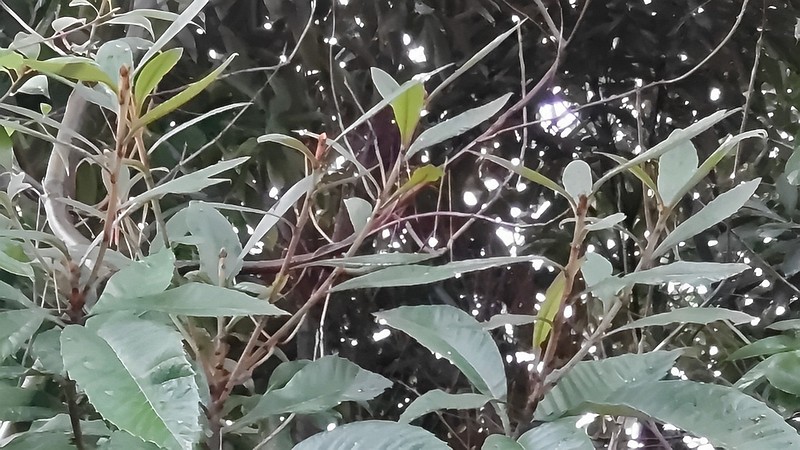 アオキ 東京都大田区平和島公園