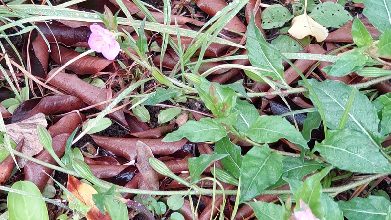 ユウゲショウの花 東京都大田区平和島公園
