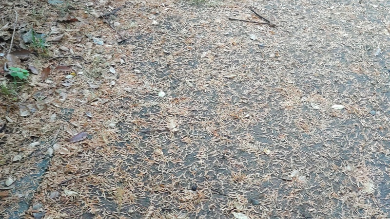 メタセコイアの落葉 東京都大田区平和の森公園